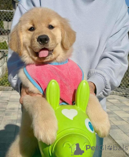 Zdjęcie №2 do zapowiedźy № 161161 na sprzedaż   - wkupić się Szwajcaria 