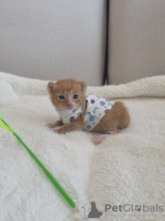 Zdjęcie №3. Kotek pomarańczowy pręgowany do adopcji. Grecja