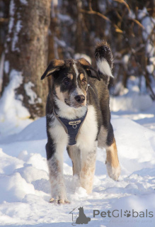 Zdjęcie №1. pies nierasowy - na sprzedaż w Chimki | Bezpłatny | Zapowiedź №165827