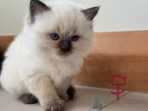 Zdjęcie №1. ragdoll - na sprzedaż w Christchurch | 1674zł | Zapowiedź № 151108