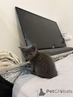 Zdjęcie №1. rosyjski niebieski - na sprzedaż w Antwerpia | Bezpłatny | Zapowiedź № 154077