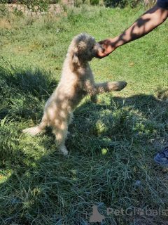 Zdjęcie №1. lagotto romagnolo - na sprzedaż w Târgu Mureș | negocjowane | Zapowiedź №110018