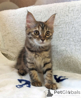 Zdjęcie №3. Mały ryś pasiasty szuka domu. Federacja Rosyjska