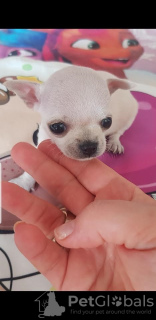 Zdjęcie №3. Mini chihuahua księżniczki. Serbia