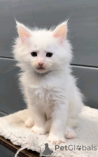 Zdjęcie №2 do zapowiedźy № 137223 na sprzedaż  perskie - wkupić się Niemcy hodowca