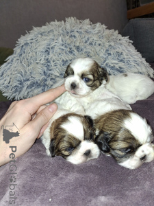 Zdjęcie №3. Idealne szczenięta czystej krwi Shih Tzu. . Finlandia