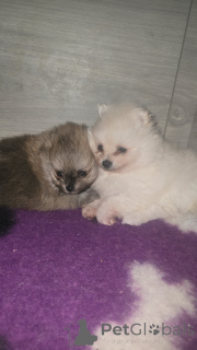 Zdjęcie №1.  - na sprzedaż w Anderlecht | 3827zł | Zapowiedź №161706