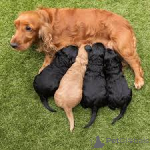 Zdjęcie №1. cocker spaniel amerykański - na sprzedaż w Bruksela | 3348zł | Zapowiedź №158164