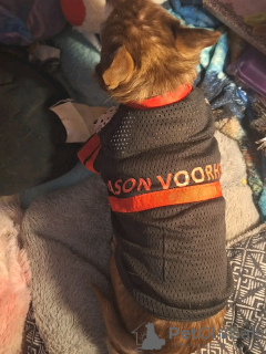 Zdjęcie №1. chihuahua (rasa psów) - na sprzedaż w Paryż | negocjowane | Zapowiedź №126841