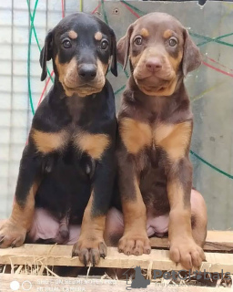 Zdjęcie №2 do zapowiedźy № 132700 na sprzedaż   - wkupić się Holandia hodowca