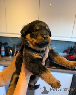 Zdjęcie №2 do zapowiedźy № 175406 na sprzedaż  rottweiler - wkupić się Litwa prywatne ogłoszenie, hodowca