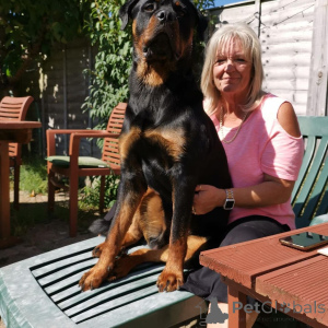 Zdjęcie №4. Sprzedam  w Dubrownik.  - cena - negocjowane