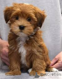 Zdjęcie №1. hawańczyk - na sprzedaż w Berlin | negocjowane | Zapowiedź №136848