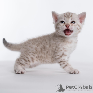 Zdjęcie №2 do zapowiedźy № 159291 na sprzedaż  kot bengalski - wkupić się Szwecja ze schronu