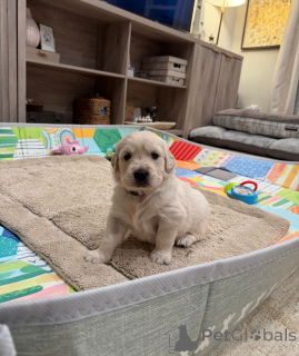 Zdjęcie №1. golden retriever - na sprzedaż w Zurych | negocjowane | Zapowiedź №179021