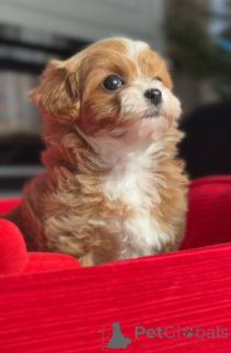 Zdjęcie №2 do zapowiedźy № 166821 na sprzedaż  pies nierasowy - wkupić się Niemcy hodowca