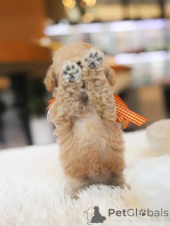 Zdjęcie №2 do zapowiedźy № 154337 na sprzedaż  pudel (zabawka) - wkupić się USA hodowca