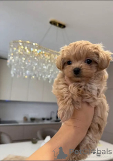 Zdjęcie №1. maltipu - na sprzedaż w Salzburg | negocjowane | Zapowiedź №156283