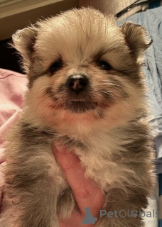 Zdjęcie №1. szpic miniaturowy - na sprzedaż w Friedberg (Hessen) | 2631zł | Zapowiedź №144561