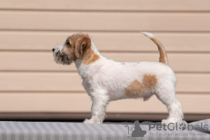 Zdjęcie №4. Sprzedam jack russell terrier w Orzeł. od żłobka - cena - negocjowane