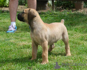 Zdjęcie №1. boerboel - na sprzedaż w Belgrad | negocjowane | Zapowiedź №105130