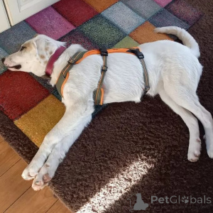 Zdjęcie №3. Suczka rasy mieszanej. Niemcy