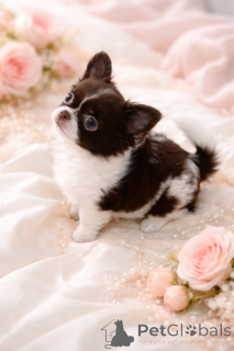 Zdjęcie №1. chihuahua (rasa psów) - na sprzedaż w Dnipro | 4784zł | Zapowiedź №165891