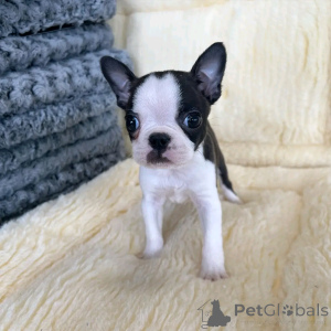 Zdjęcie №4. Sprzedam buldog francuski w Berlin. hodowca - cena - 2392zł