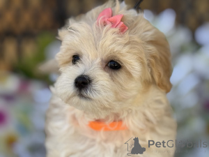 Zdjęcie №1. maltipu - na sprzedaż w Wentorf Bei Hamburg | 4305zł | Zapowiedź №150180