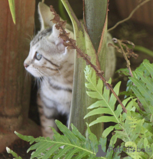 Zdjęcie №2 do zapowiedźy № 144480 na sprzedaż  kot bengalski - wkupić się Austria hodowca