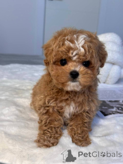 Zdjęcie №1. maltipu - na sprzedaż w Victor Harbour | 3558zł | Zapowiedź №145973