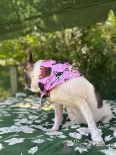 Zdjęcie №2 do zapowiedźy № 151726 na sprzedaż  buldog francuski - wkupić się Wielka Brytania prywatne ogłoszenie