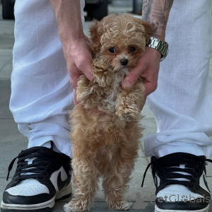 Zdjęcie №4. Sprzedam maltańczyk w Coire. prywatne ogłoszenie - cena - negocjowane