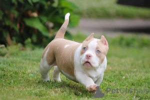 Zdjęcie №2 do zapowiedźy № 137871 na sprzedaż  american bully - wkupić się USA prywatne ogłoszenie