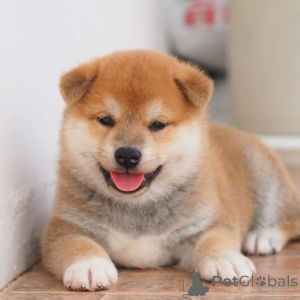 Zdjęcie №1. shiba - na sprzedaż w Jönköping | 4784zł | Zapowiedź №168384