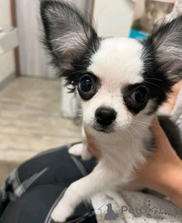 Zdjęcie №4. Sprzedam chihuahua (rasa psów) w Ohio. hodowca - cena - negocjowane