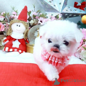 Zdjęcie №1.  - na sprzedaż w Zły Ischl | Bezpłatny | Zapowiedź №162180