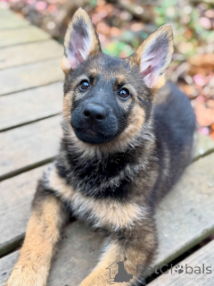 Zdjęcie №2 do zapowiedźy № 163767 na sprzedaż  owczarek niemiecki - wkupić się Luksemburg prywatne ogłoszenie, hodowca