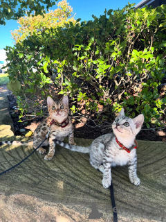 Zdjęcie №1. kot bengalski - na sprzedaż w Monachium | 3588zł | Zapowiedź № 152540