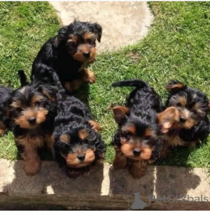 Zdjęcie №1. yorkshire terrier - na sprzedaż w Regensburg | negocjowane | Zapowiedź №137671