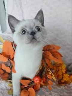 Zdjęcie №3. MYYTĘVĘNĘ SKOTLANNINRUUSUKISENNUT. Finlandia