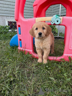 Zdjęcie №2 do zapowiedźy № 163585 na sprzedaż  golden retriever - wkupić się Niemcy hodowca