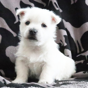 Zdjęcie №1. west highland white terrier - na sprzedaż w Nowy Jork | negocjowane | Zapowiedź №164582