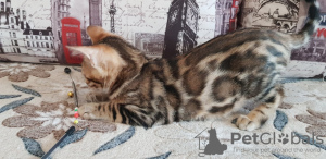 Zdjęcie №4. Sprzedam kot bengalski w Kirov. od żłobka - cena - 1240zł
