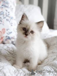 Zdjęcie №2 do zapowiedźy № 165918 na sprzedaż  kot syberyjski - wkupić się Francja prywatne ogłoszenie, hodowca