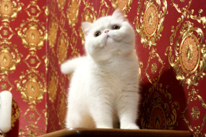 Zdjęcie №4. Sprzedam kot egzotyczny w Charków. prywatne ogłoszenie - cena - 3062zł