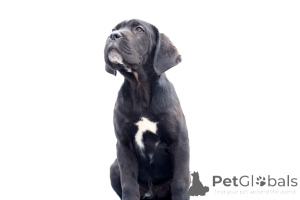 Zdjęcie №1. cane corso - na sprzedaż w Buzău | 9567zł | Zapowiedź №140487