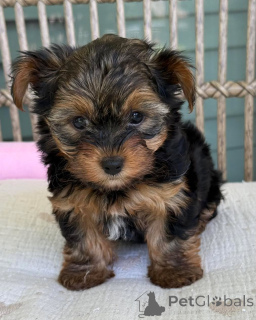 Zdjęcie №1. yorkshire terrier - na sprzedaż w Ostrava | negocjowane | Zapowiedź №169346