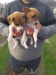 Zdjęcie №2 do zapowiedźy № 144457 na sprzedaż  jack russell terrier - wkupić się Austria hodowca