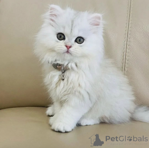 Zdjęcie №1.  - na sprzedaż w Mediolan | Bezpłatny | Zapowiedź № 162280